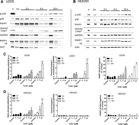 Activation Of P38 Stress Kinase Caspase7 And PARP1 Cleavage By Tc52 In