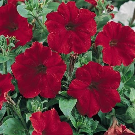 Petunia Seeds | 75 Petunias | Annual Flower Seeds