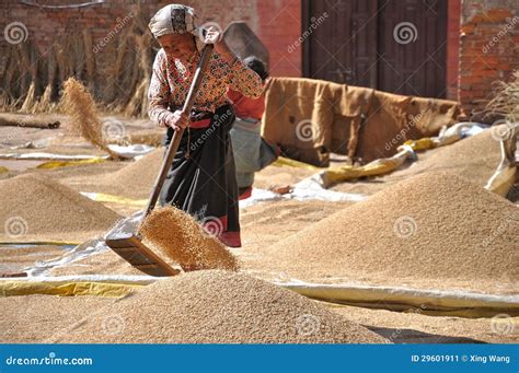 Arroz De Secagem Da Mulher Foto Editorial Imagem De Alimento