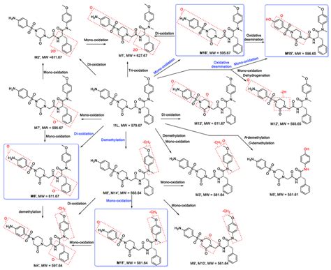 Proposed Metabolic Pathways Of 11L In HLMs The Main Pathways Are