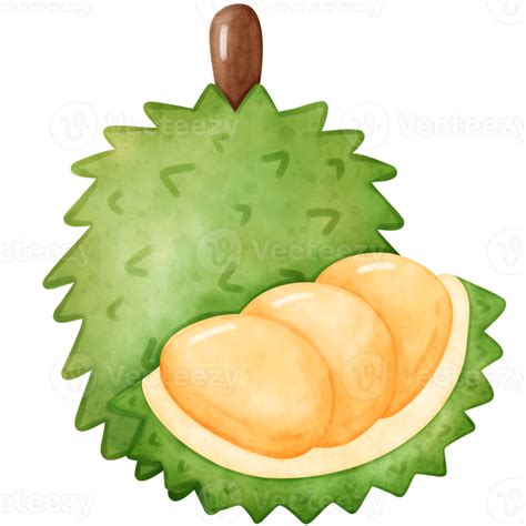 Durian Watercolor Durian 31394301 PNG