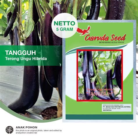 Jual 1 PACK Benih Terong Ungu TANGGUH Hibrida Seeds Garuda Seed 5