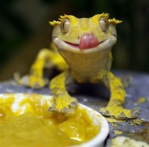 8 Things You Should Know To Set Up For Your New Crested Gecko