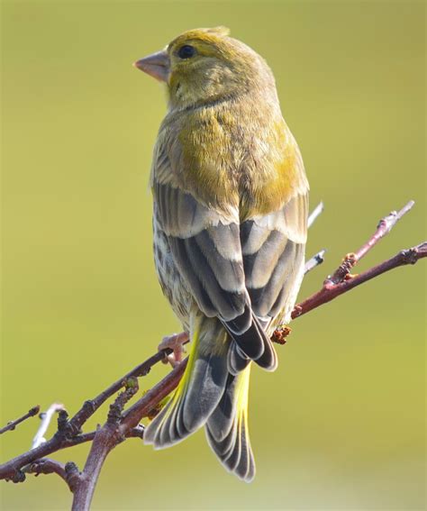 Bird In Everything: Green Finch Bird