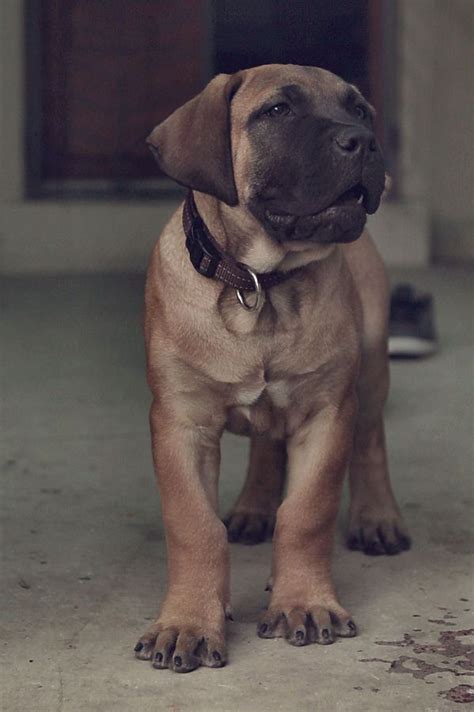 Boerboel African Mastiff Puppy Dogs I Want One Hell Stay Little