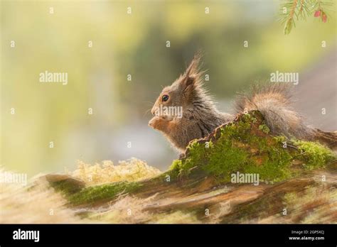 Profil und Eichhörnchen stehen hinter einem Baumstamm mit Moos und Rute