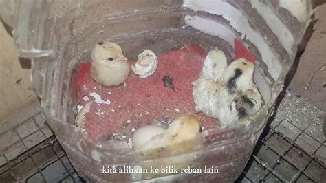 reban anak ayam - Phil Davidson