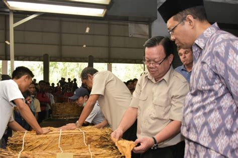 Pt Sadhana Arif Nusa Borong Ton Tembakau Oven Rajang Ekonomi