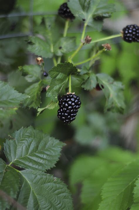 Blackberry harvest and garden pics! - Raised Urban Gardens