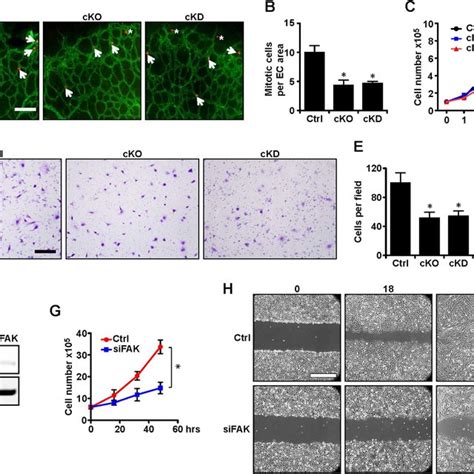 Fak And Its Kinase Activity Are Required For Vegf Induced Proliferation