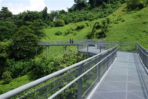 Forest Walk Of Telok Blangah Hill Park Rainforest Singapore Editorial