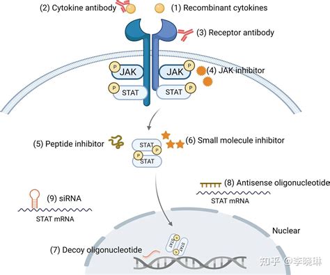 Jak Stat 信号通路 知乎