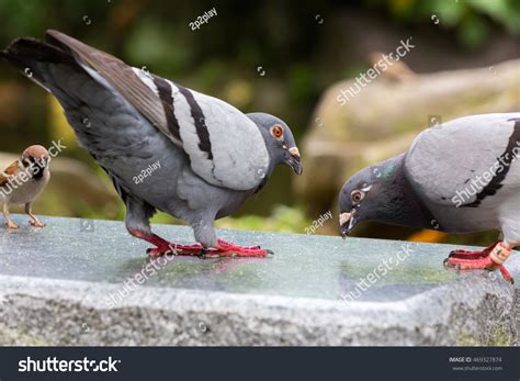 Pigeon Feeding Stock Photo 469327874 Shutterstock