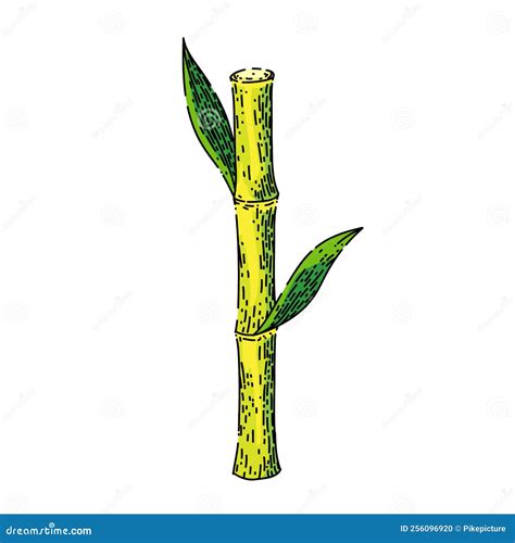 Sugar Cane Sketch Hand Drawn Vector Stock Illustration Illustration