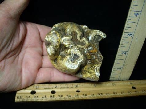 Fossilized Mastodon Molar Partial H The Stones Bones