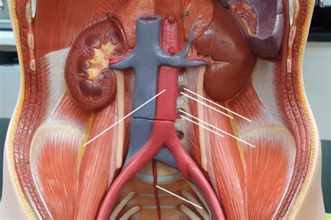 Blood Vessels Of The Torso Diagram Quizlet