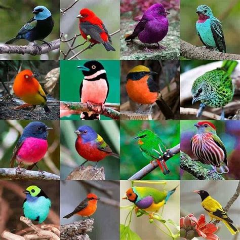 Pin De Silvia Demaio En Aves De Colores Aves Aves De Colores