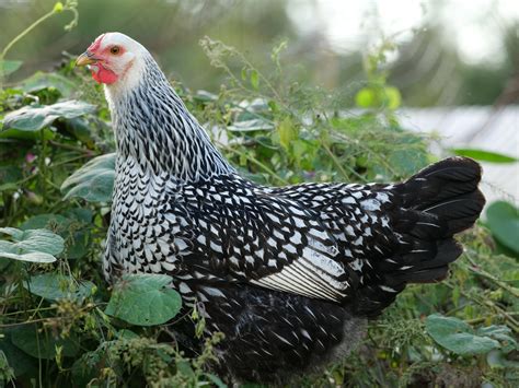 silver laced wyandotte egg color 8