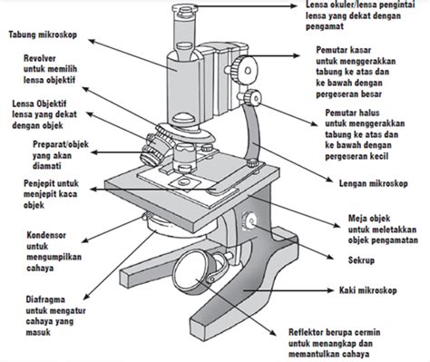 Gambar Mikroskop Fungsi Dan Bagiannya – serat
