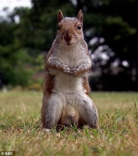 The Famewhore Squirrel Welcomes Motherfuckers To Sarcastic Bastard