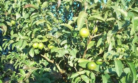 Cuidados Del árbol De La Guayaba