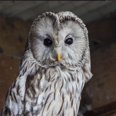 Our Owls | Small Breeds Farm Kington Herefordshire