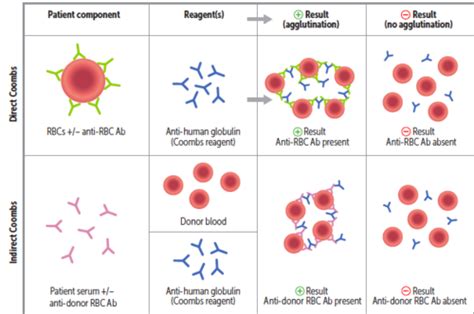 Hematology And Oncology 2 Flashcards Quizlet