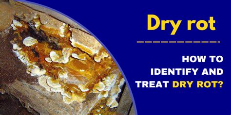 How To Identify Dry Rot Causes Identification And Solution By Damp2dry