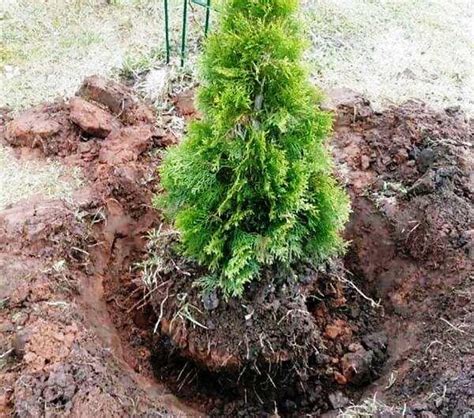 Туя брабант, как сажать, когда высаживать, как посадить красиво и правильно