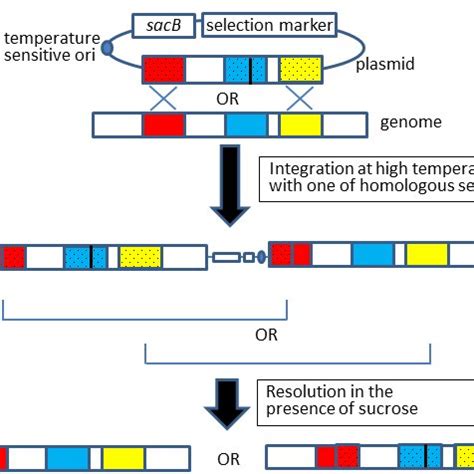 Comparison of two gene knockout methods a . | Download Table