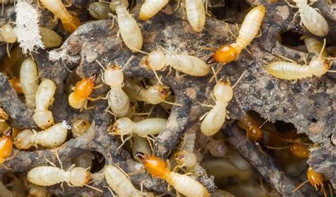 5 Reasons To Get Termite Inspection Done Regularly By Eco Guardians