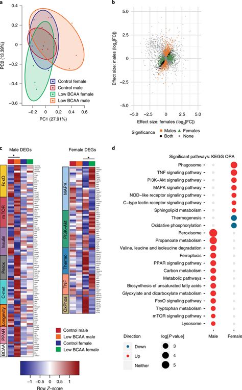 Transcriptional Profiling Of Skeletal Muscle Identifies Male Specific Download Scientific