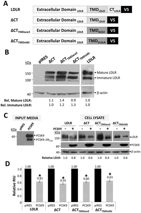 Pcsk Acts On The Ldlr Independent Of The Receptor S Ct And Tmd A