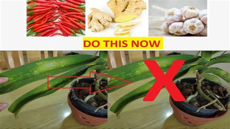 Do This Now To Help Protect Orchid From Red Spiders And Leaf Insects