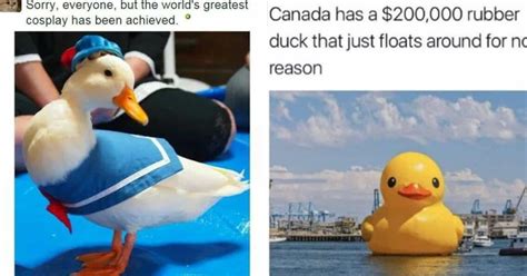 The 25 Funniest Duck Memes, Ranked