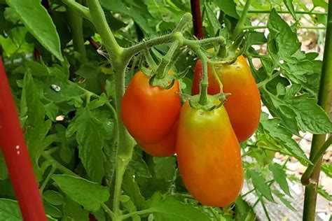 San Marzano Tomatoes Crazy For Gardening