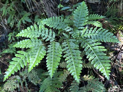 Pteris amoena from 藤枝國家森林遊樂區 桃源區 KHH TW on October 23 2023 at 10 14