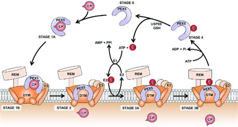 The peroxisomal matrix protein import mechanism. Peroxisomal matrix ...