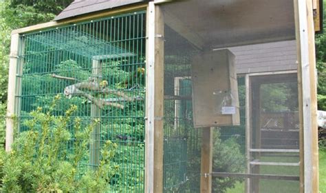 Designing An Outdoor Parrot Flight Or Aviary Hari