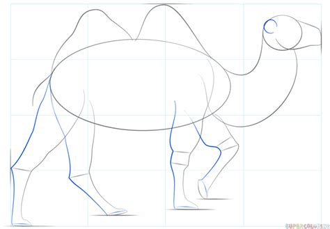 How to draw a bactrian camel | Step by step Drawing tutorials