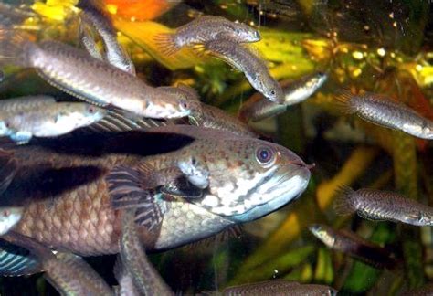 Snakehead Ocean Treasures Memorial Library