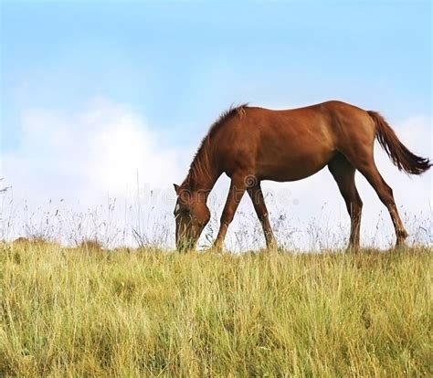 Grazing Horses stock photo. Image of summer, color, meadow - 12187162