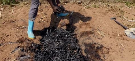 Make Biochar, increase your yields 2x