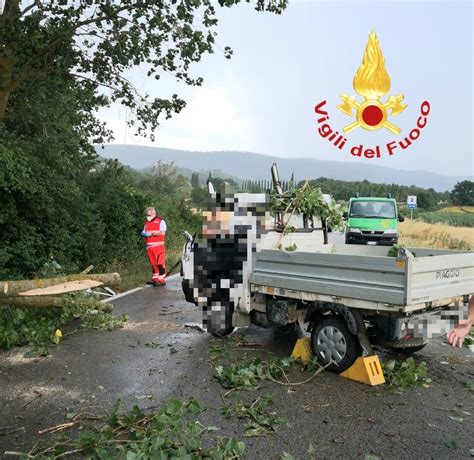 Albero Cade E Colpisce Un Autocarro Ferito Il Conducente Radiosienatv