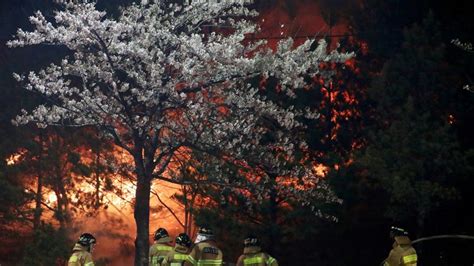 South Korea Thousands Flee Wildfire In Region Of Former Winter