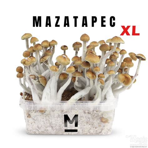 Kit Extra Grande Para Cultivo De Cogumelos Mazatapec Psilocybe Cubensis