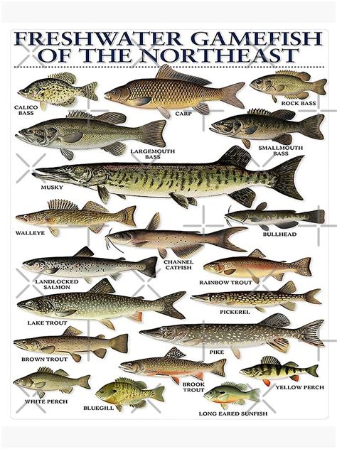 "Freshwater Fish Chart" Poster for Sale by AzalaiBubbles | Redbubble