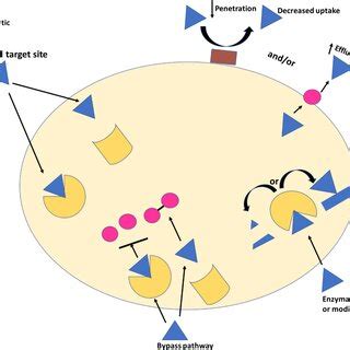 Evolution of bacterial cell to antibiotic resistance | Download Scientific Diagram