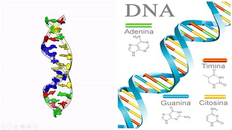Composição Genética De Um Indivíduo Recebe A Denominação De