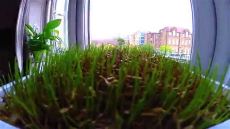 Time Lapse Of Growing Cat Grass Youtube